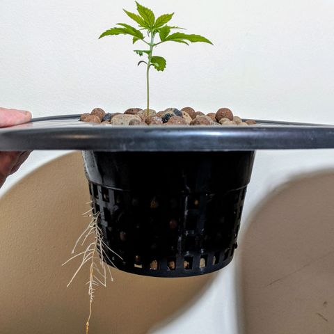 Northern Lights Auto  growlog timeline photo