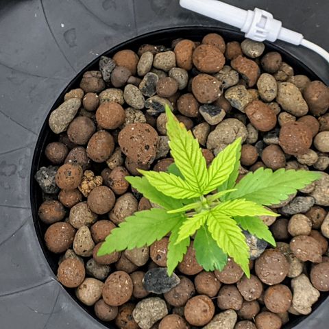 Northern Lights Auto  growlog timeline photo