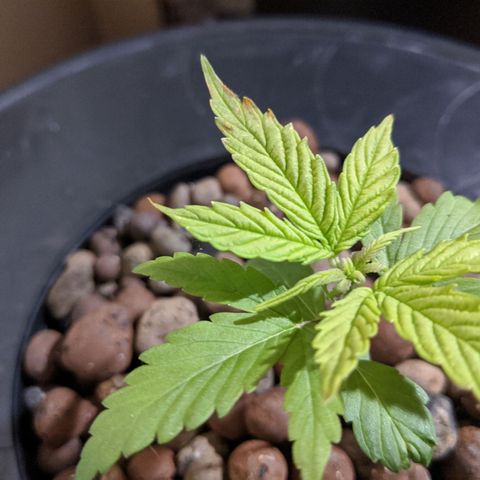 Northern Lights Auto  growlog timeline photo