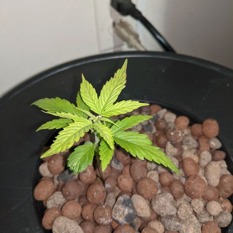 Northern Lights Auto  growlog timeline photo