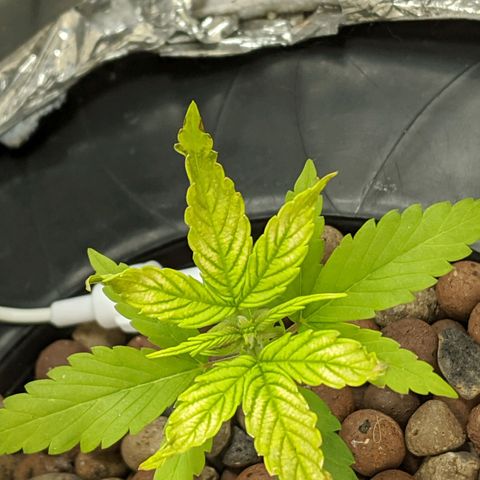 Northern Lights Auto  growlog timeline photo
