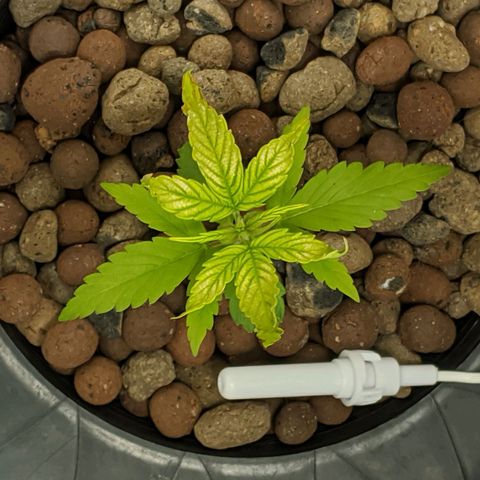 Northern Lights Auto  growlog timeline photo