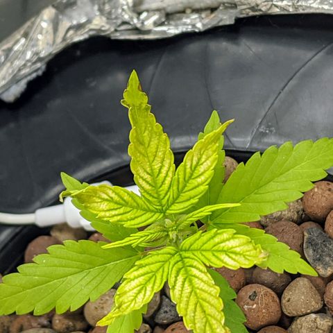 Northern Lights Auto  growlog timeline photo