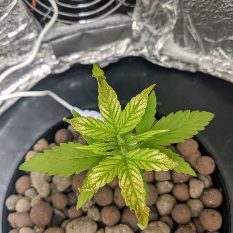 Northern Lights Auto  growlog photo: In the early evening