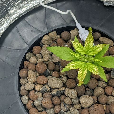 Northern Lights Auto  growlog photo: In the early evening