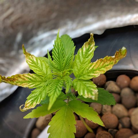 Northern Lights Auto  growlog timeline photo