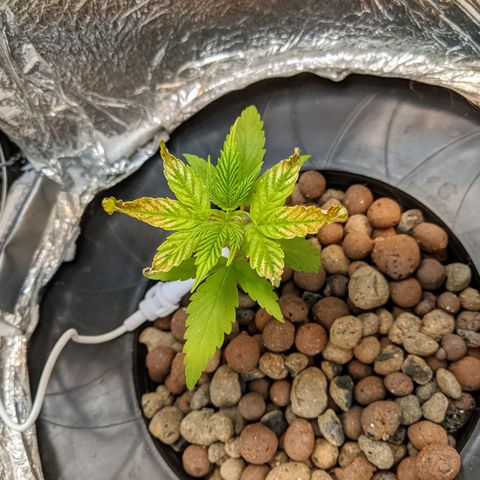 Northern Lights Auto  growlog timeline photo