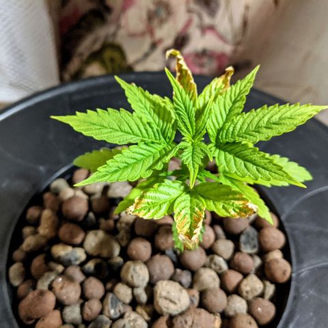 Northern Lights Auto  growlog timeline photo