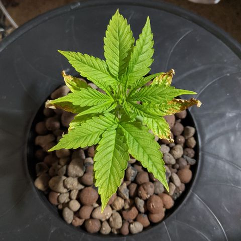 Northern Lights Auto  growlog timeline photo