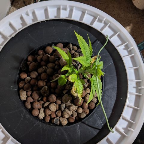 Northern Lights Auto  growlog timeline photo