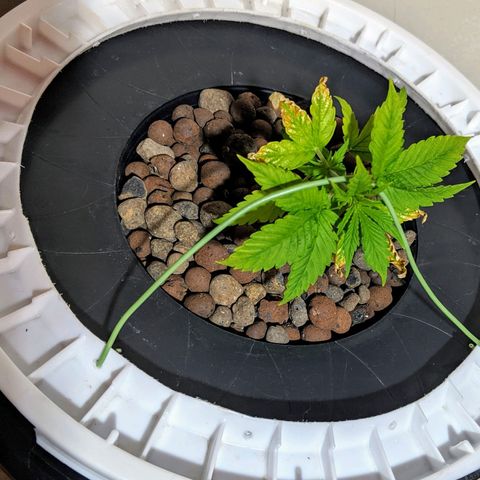 Northern Lights Auto  growlog timeline photo
