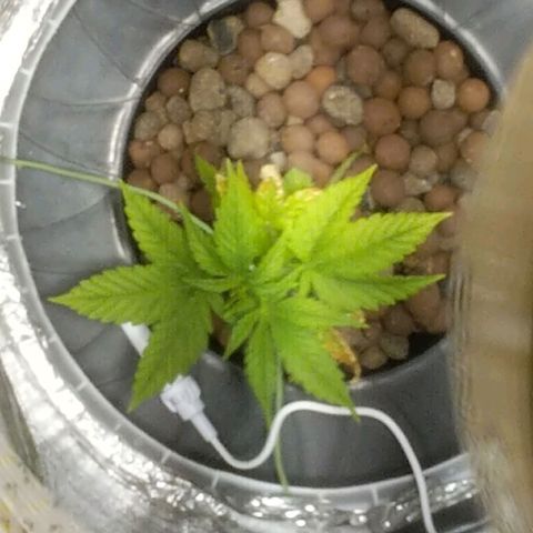Northern Lights Auto  growlog timeline photo