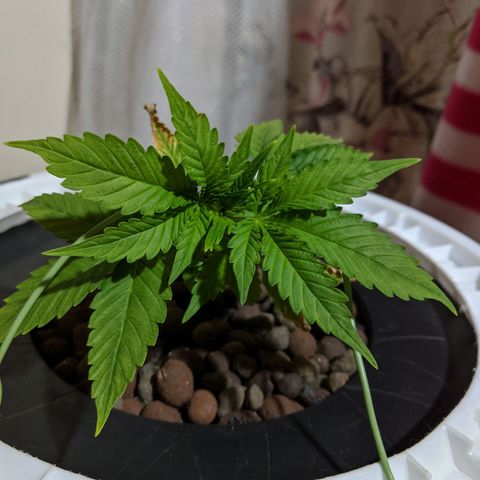 Northern Lights Auto  growlog photo: Looking good. 