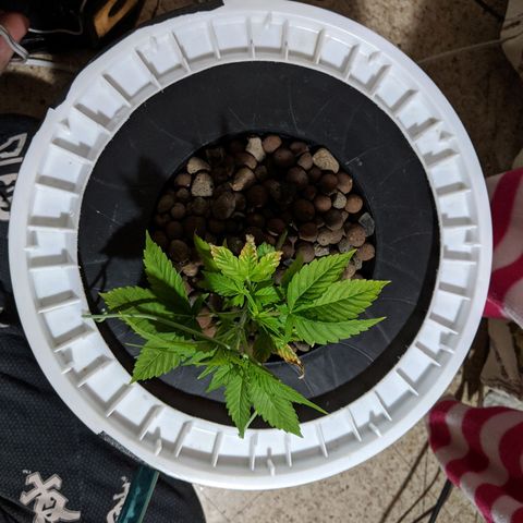 Northern Lights Auto  growlog photo: Looking good. 
