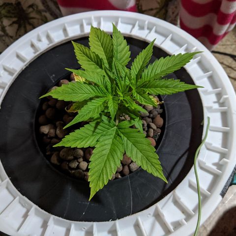 Northern Lights Auto  growlog photo: Looking good. 
