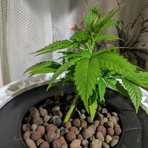 Northern Lights Auto  growlog timeline photo