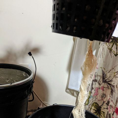 Northern Lights Auto  growlog timeline photo