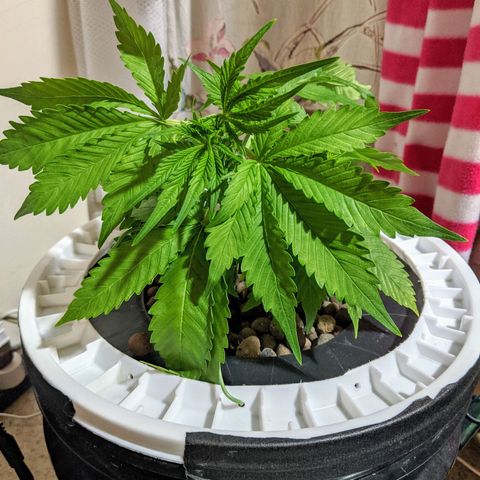 Northern Lights Auto  growlog timeline photo
