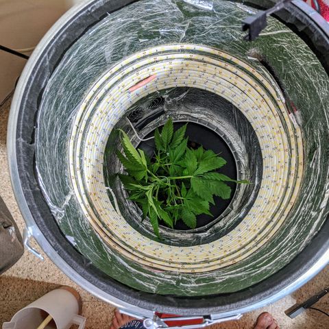 Northern Lights Auto  growlog timeline photo