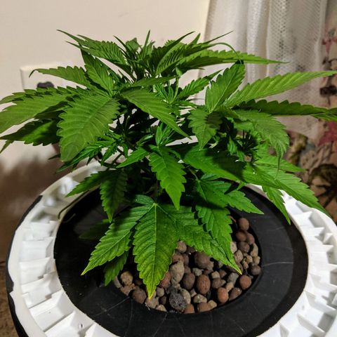 Northern Lights Auto  growlog timeline photo