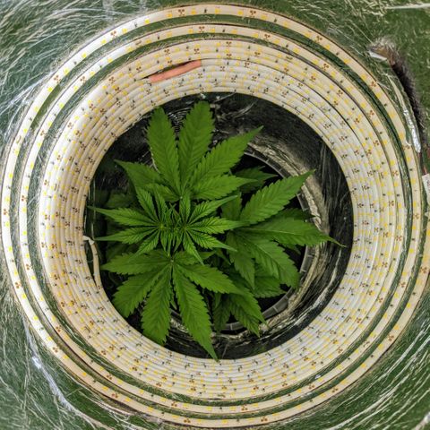 Northern Lights Auto  growlog timeline photo