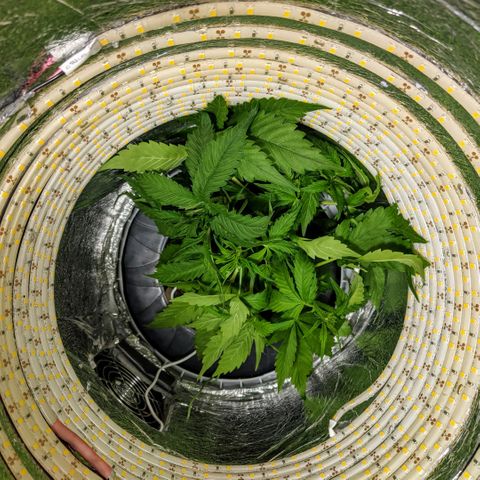 Northern Lights Auto  growlog timeline photo