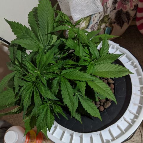 Northern Lights Auto  growlog timeline photo