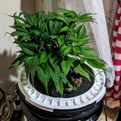 Northern Lights Auto  growlog timeline photo