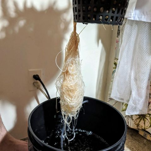 Northern Lights Auto  growlog timeline photo