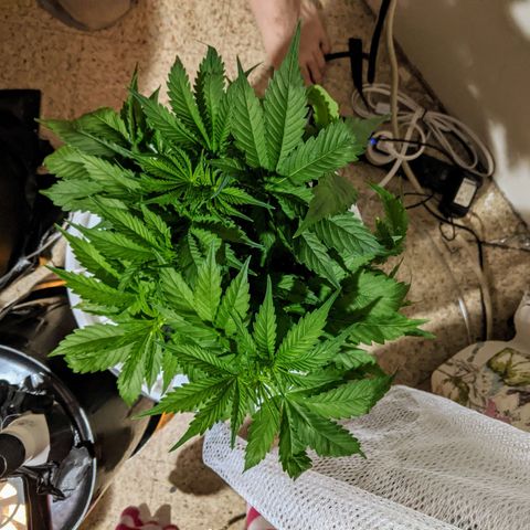 Northern Lights Auto  growlog timeline photo