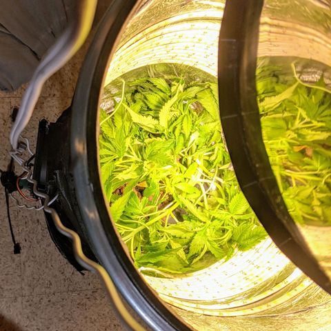 Northern Lights Auto  growlog timeline photo