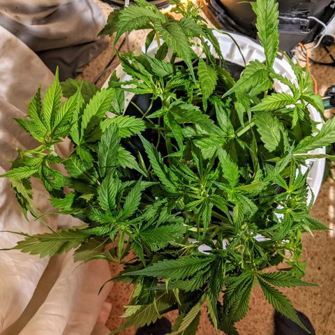 Northern Lights Auto  growlog timeline photo