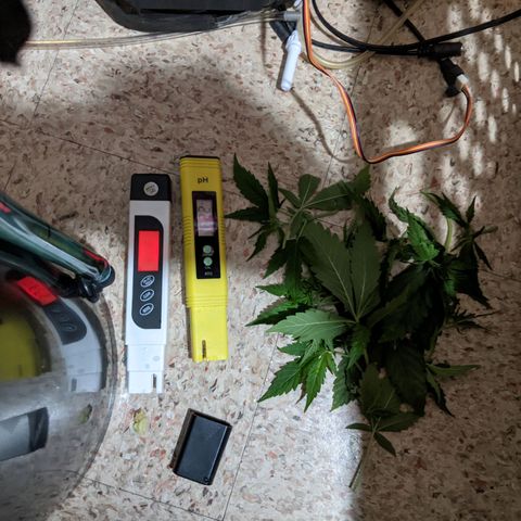 Northern Lights Auto  growlog timeline photo