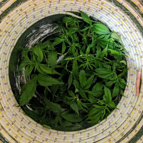 Northern Lights Auto  growlog timeline photo