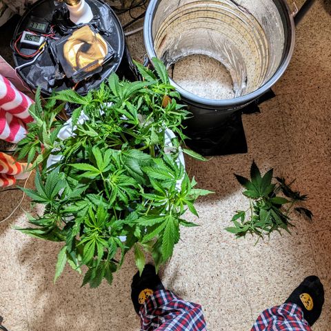 Northern Lights Auto  growlog timeline photo
