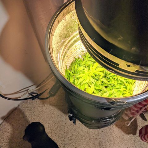 Northern Lights Auto  growlog timeline photo