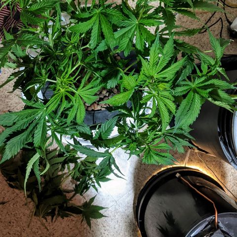 Northern Lights Auto  growlog timeline photo