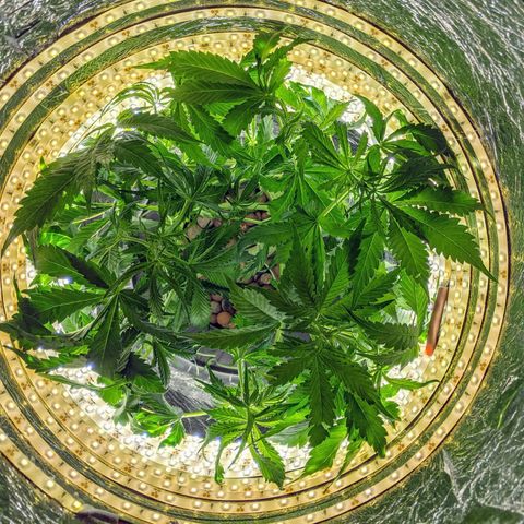 Northern Lights Auto  growlog timeline photo
