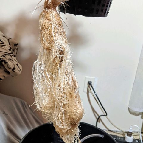 Northern Lights Auto  growlog timeline photo