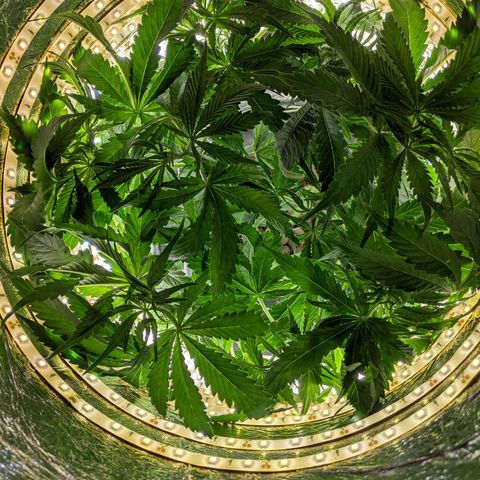 Northern Lights Auto  growlog timeline photo