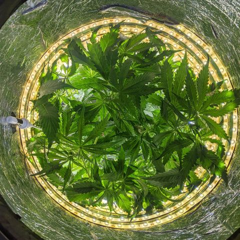 Northern Lights Auto  growlog timeline photo