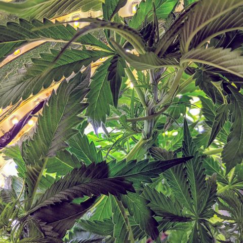 Northern Lights Auto  growlog timeline photo