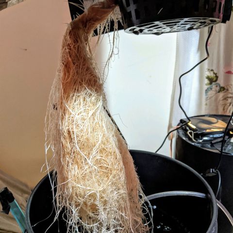 Northern Lights Auto  growlog timeline photo