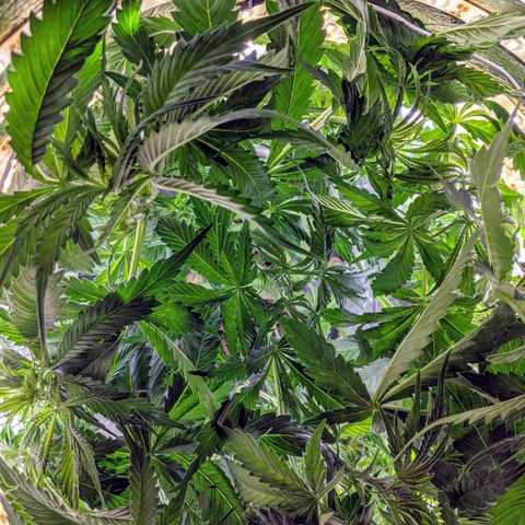 Northern Lights Auto  growlog timeline photo
