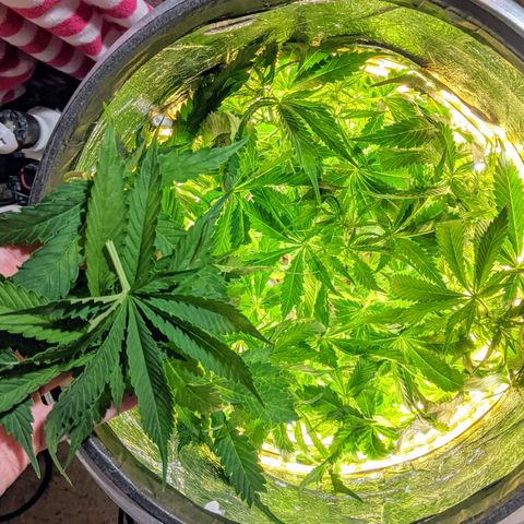 Northern Lights Auto  growlog photo: Thirsty plant. More than half gallon in four days