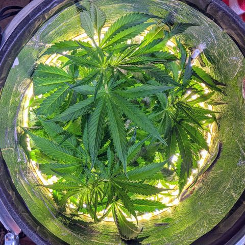 Northern Lights Auto  growlog photo: Thirsty plant. More than half gallon in four days