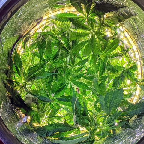 Northern Lights Auto  growlog photo: Thirsty plant. More than half gallon in four days