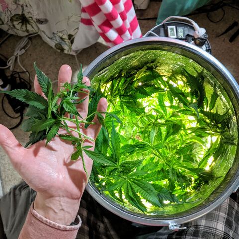 Northern Lights Auto  growlog timeline photo