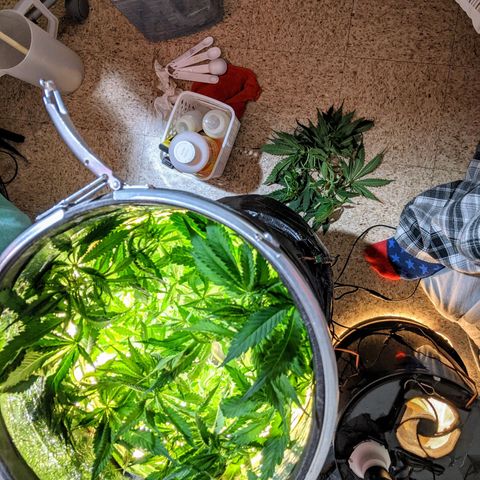 Northern Lights Auto  growlog timeline photo