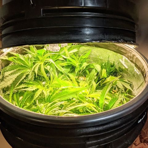 Northern Lights Auto  growlog timeline photo